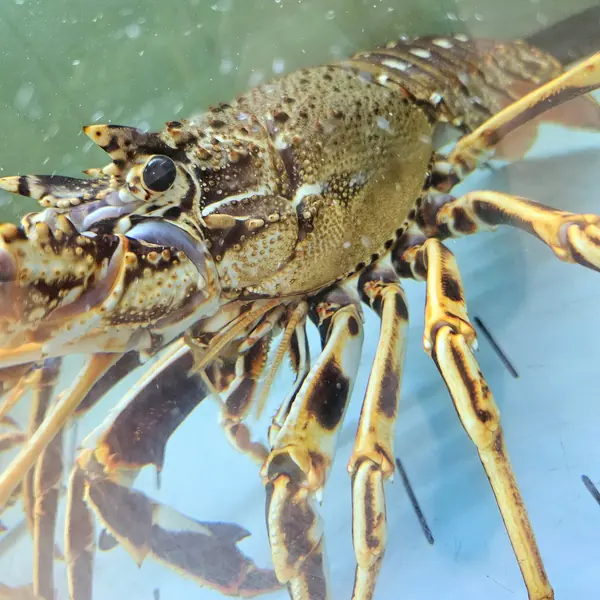 Aragosta viva nell'acquario marino della pescheria