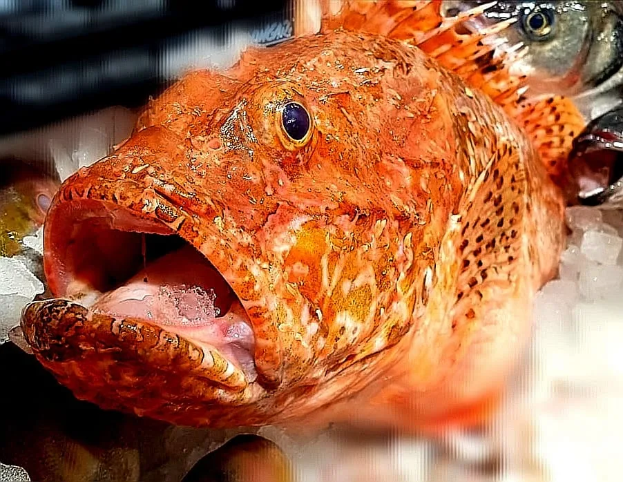 Scorfano rosso fresco sul ghiaccio al banco della pescheria